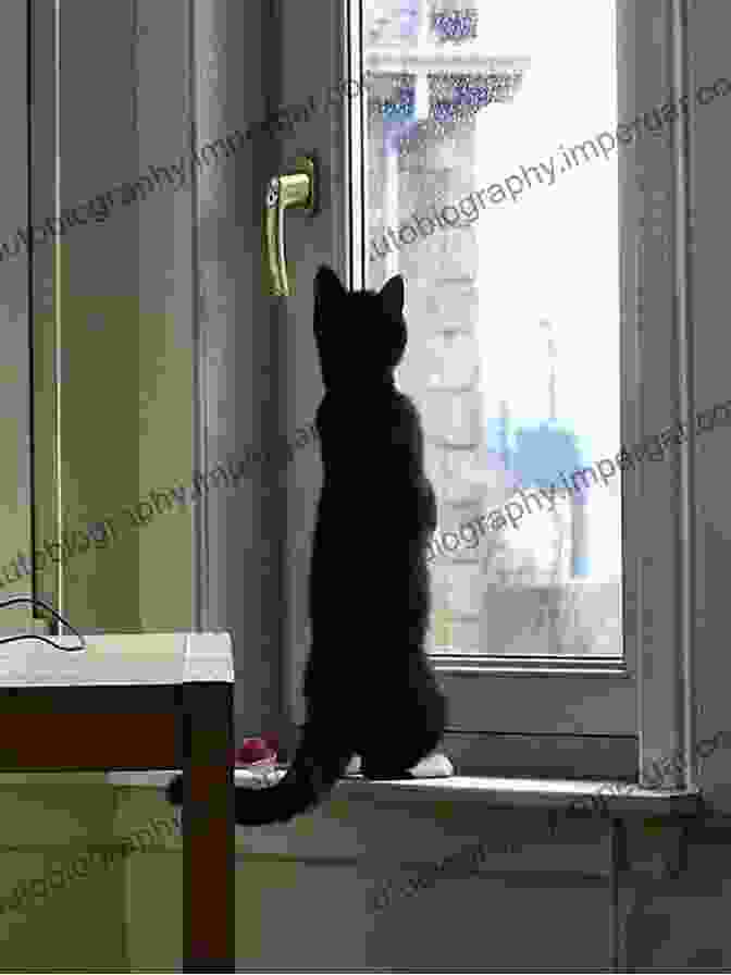 A Curious Cat Gazing Out Of A Window, With A Thoughtful Expression. Practical Feline Behaviour: Understanding Cat Behaviour And Improving Welfare