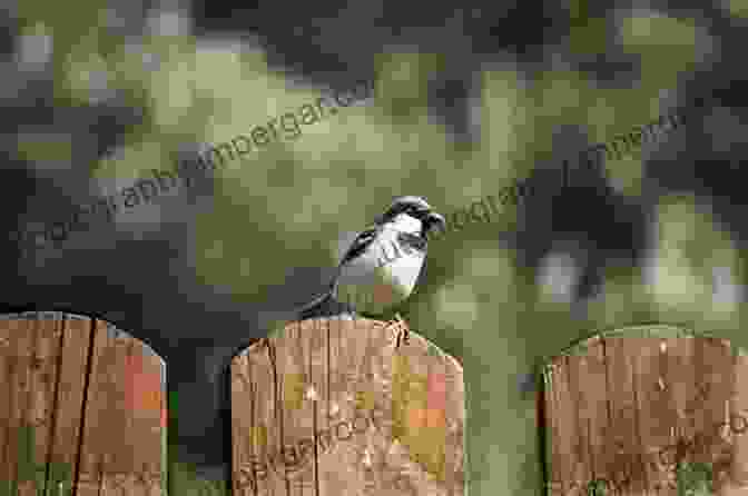 A Group Of Song Sparrows Perched On A Fence Secrets Of Backyard Bird Photography