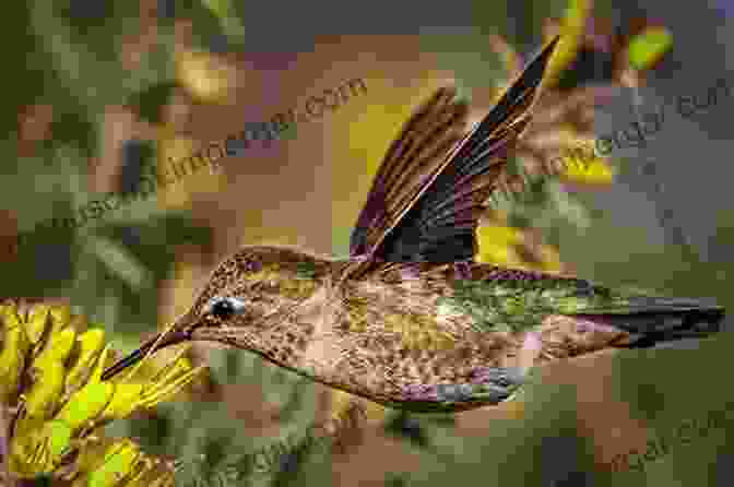 A Hummingbird Hovering In Mid Air Secrets Of Backyard Bird Photography