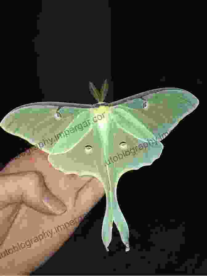 A Luna Moth, With Its Striking Green And Blue Wings Moths Of The Limberlost Gene Stratton Porter