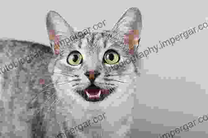 A Photo Of A Cat With Its Mouth Open, Demonstrating Various Vocalizations. Practical Feline Behaviour: Understanding Cat Behaviour And Improving Welfare