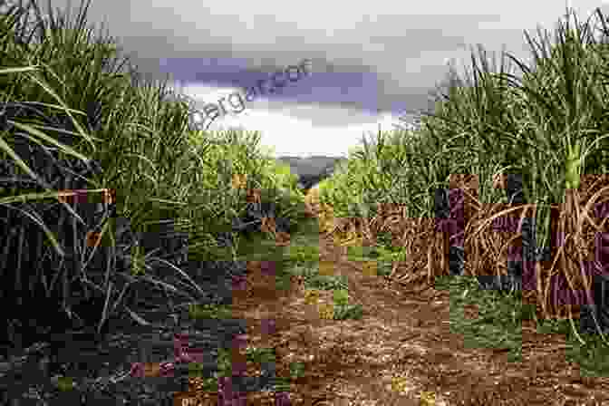 A Sugar Plantation In Jamaica, Surrounded By Lush Sugarcane Fields And Towering Mountains Planters Merchants And Slaves: Plantation Societies In British America 1650 1820 (American Beginnings 1500 1900)