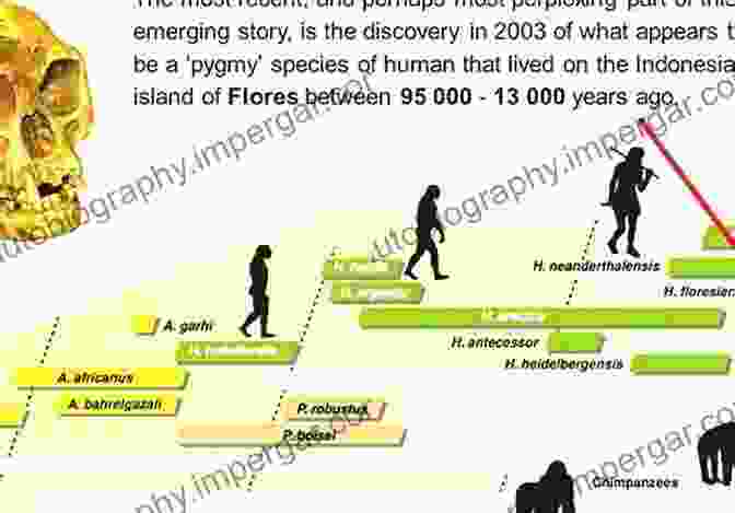 A Timeline Of Human Evolution Showing The Shared Ancestry Of All Humans Science And The Question Of Human Equality