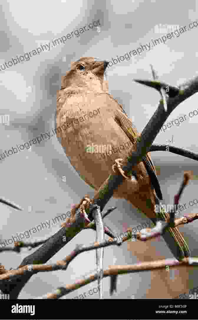 A Vibrant House Sparrow Perched On A Branch Peterson Reference Guide To Sparrows Of North America (Peterson Reference Guides)