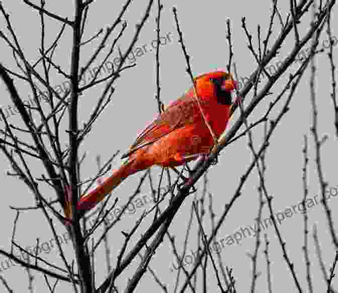 A Vibrant Red Cardinal Perched On A Branch Secrets Of Backyard Bird Photography