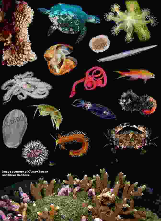 An Array Of Vibrant And Diverse Ocean Invertebrates Octopus: The Ocean S Intelligent Invertebrate: A Natural History