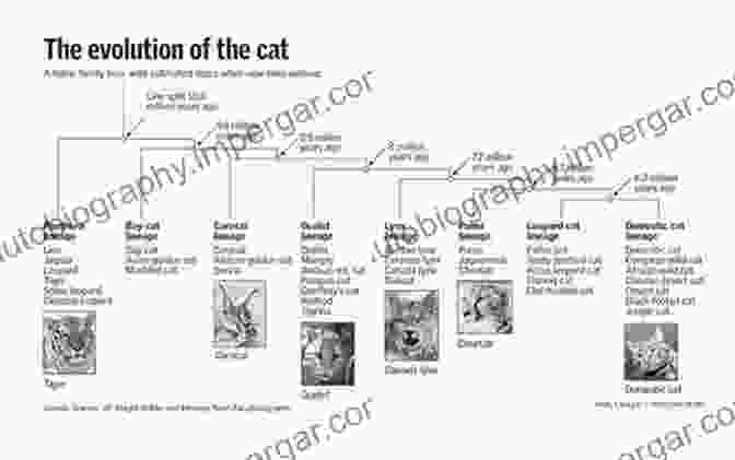 An Infographic Depicting The Evolutionary Journey Of Cats, From Their Ancient Ancestors To Modern Day Companions. Practical Feline Behaviour: Understanding Cat Behaviour And Improving Welfare