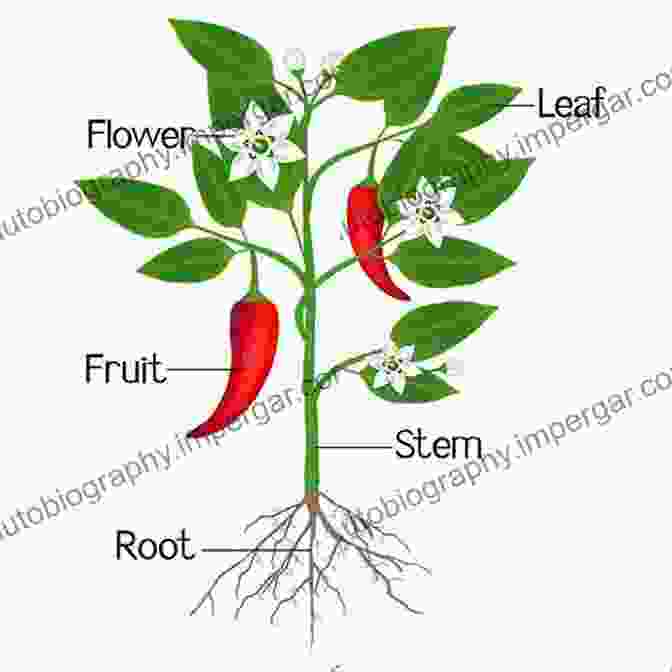 Detailed Diagram Of A Pepper Plant, Illustrating Its Structure And Key Components Peppers: Botany Production And Uses