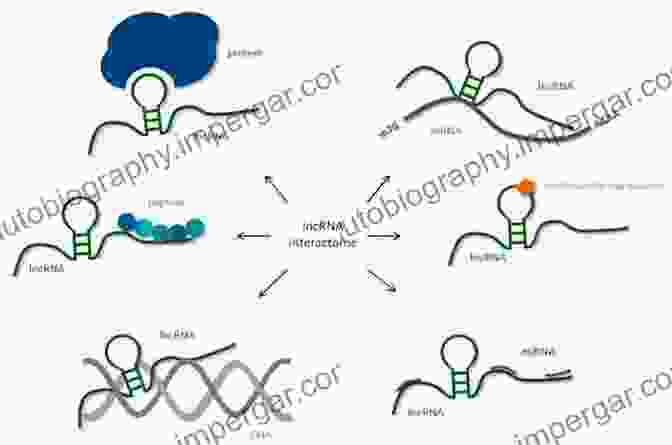 Discovery Of RNA Image It S In Your DNA: From Discovery To Structure Function And Role In Evolution Cancer And Aging