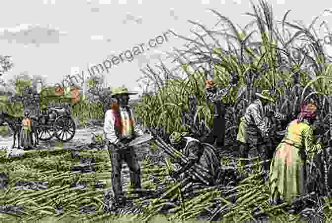 Enslaved Workers Toil In A Sugar Plantation, Their Faces Etched With Hardship And Resilience Planters Merchants And Slaves: Plantation Societies In British America 1650 1820 (American Beginnings 1500 1900)