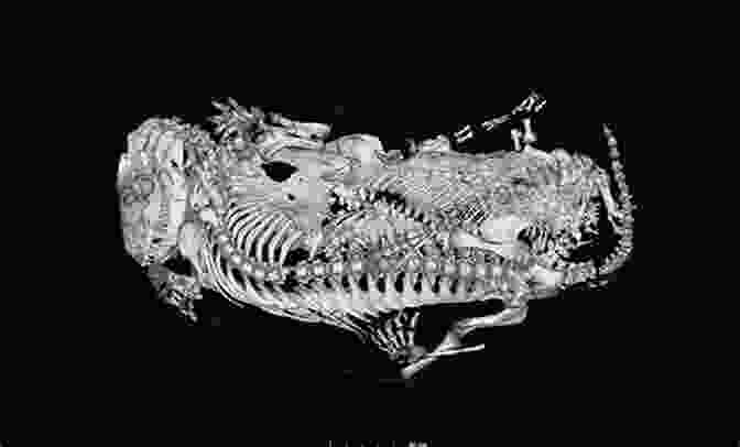 Fossil Of A Dinosaur From The Karoo Basin Origin And Evolution Of The Cape Mountains And Karoo Basin (Regional Geology Reviews)