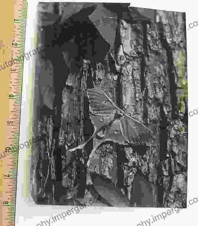 Gene Stratton Porter Taking A Nature Photograph Moths Of The Limberlost Gene Stratton Porter