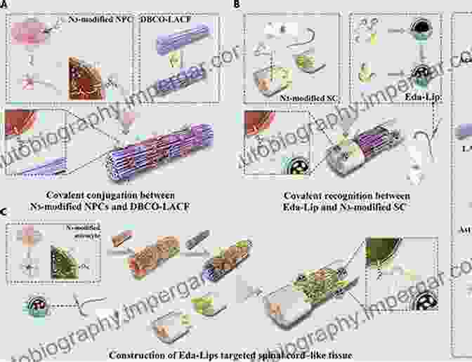 Image Of Biomaterial Based Tissue Engineering, Highlighting The Interaction Between Cells And Biomaterials Tissue Engineering Strategies For Organ Regeneration