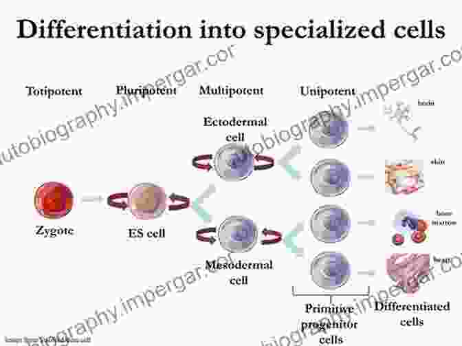 Image Of Stem Cell Based Tissue Engineering, Showing The Differentiation Of Stem Cells Into Specialized Cell Types Tissue Engineering Strategies For Organ Regeneration