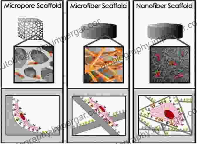 Image Of Tissue Engineering Scaffolds, Depicting Their Structural Design And Role In Supporting Cell Growth Tissue Engineering Strategies For Organ Regeneration