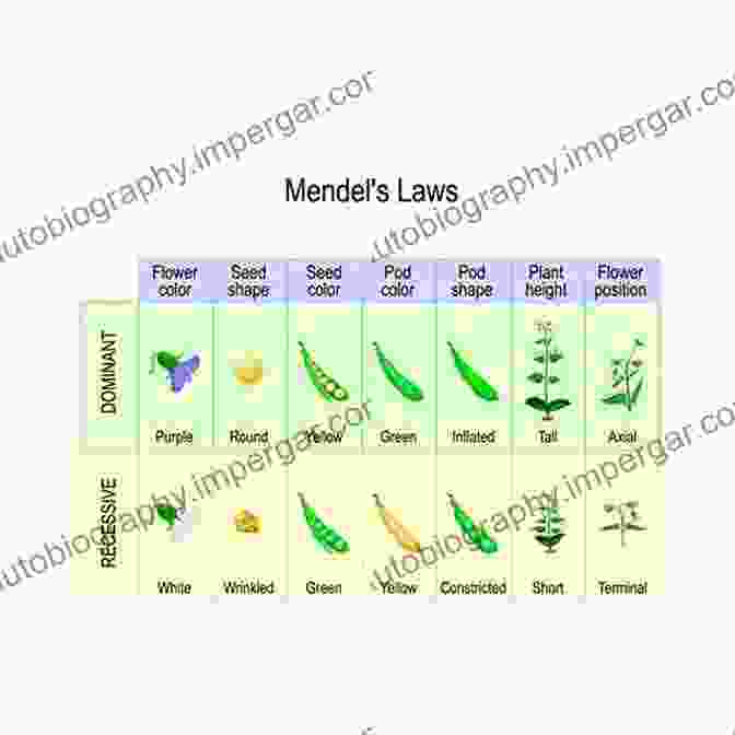 Mendel's Laws Of Inheritance 50 Genetics Ideas You Really Need To Know (50 Ideas You Really Need To Know Series)