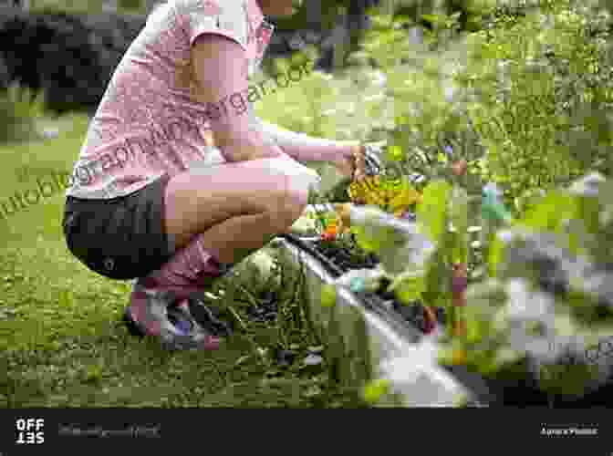 Mrs. Figgis Tending To Her Extraordinary Garden, A Cornucopia Of Vegetables And Vibrant Blooms. Countryside Capers Jean Langlands