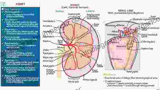 Neuroanatomy: Draw It To Know It Book Cover Neuroanatomy: Draw It To Know It