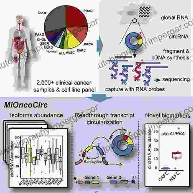 RNA In Cancer Image It S In Your DNA: From Discovery To Structure Function And Role In Evolution Cancer And Aging