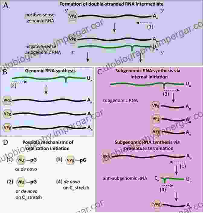 RNA In Evolution Image It S In Your DNA: From Discovery To Structure Function And Role In Evolution Cancer And Aging