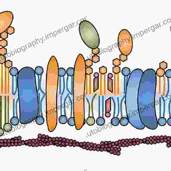 Schematic Illustration Of A Biomembrane Bioelectrochemistry Of Biomembranes And Biomimetic Membranes