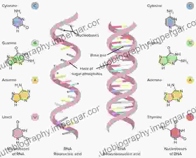 Structure Of RNA Image It S In Your DNA: From Discovery To Structure Function And Role In Evolution Cancer And Aging